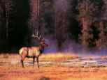 Bull Elk, photographer unknown
